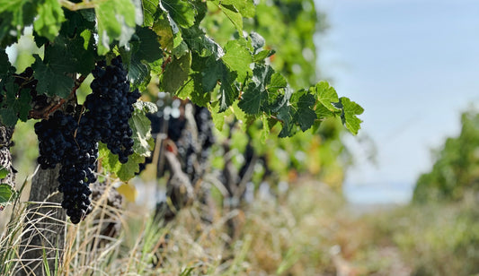weinlese im burgenland rotweintrauben rust 2024